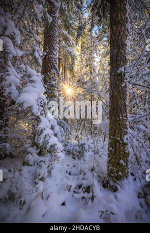 Forest in North Bend, stato di Washington, in inverno Foto Stock