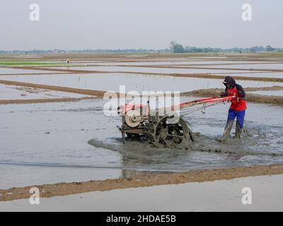 L'agricoltore asiatico sta arando il campo con il trattore prima della stagione di semina. Foto Stock