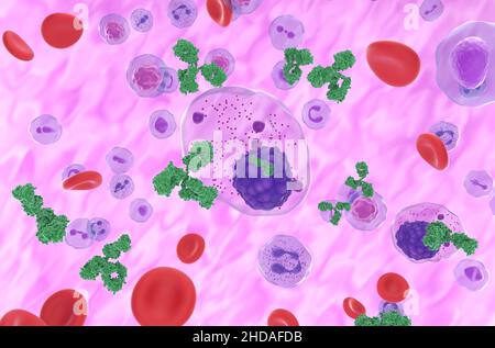 Cellule di mieloma multiplo che emettono proteina M (monoclonale) nel flusso sanguigno - vista isometrica 3D illustrazione Foto Stock