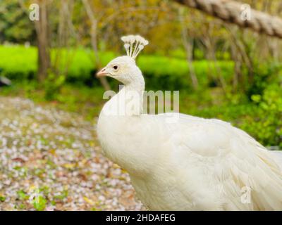 Primo piano di un viso bianco di pavone Foto Stock