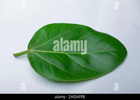 Foglia di banyan albero, Ficus americana l'uso del banyan albero per trattare le infezioni del tratto gastrointestinale è molto comune Foto Stock