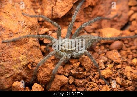 Ragno gigante ad imbuto, specie Hippasa, Satara, Maharashtra, India Foto Stock