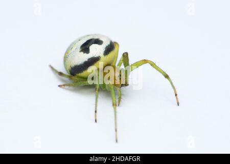 Kideney guarden ragno, Araneus mitificus, Satara, Maharashtra, India. Ragno Pringles Foto Stock