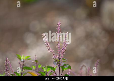 Fiore di basilico Santo, Ocimum tenuiflorum, Satara, Maharashtra, India Foto Stock