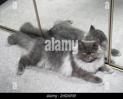 Bel colpo a corpo pieno di un gatto grigio fumo che si trova contro uno specchio. Foto Stock