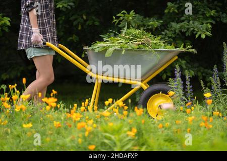 Una ragazza contadina tiene una carriola e cammina con essa lungo il percorso in giardino. Foto Stock