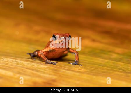 Rana velenosa di fragole (Oophaga pumilio, ex Dendrobates pumilio), specie di piccola rana velenosa di freccette trovato in America Centrale. Tortuguero, C. Foto Stock