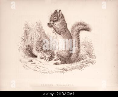 Acquaforte vintage (disegno) del Chickaree. Sciurus Hudsonius. 1829-1837, di J. Murray (Editore) Foto Stock