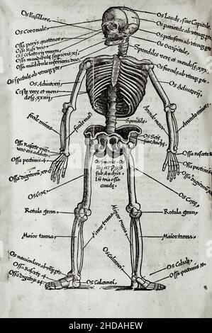 L'illustrazione di 16th secolo di chirurgia e interventi chirurgici nel Medioevo. Dai libri medievali di Octavius Horatianus e Abu al-Qasim Foto Stock