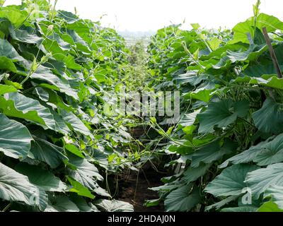 foglie di zucca in giardino. per il concetto di orto. Foto Stock