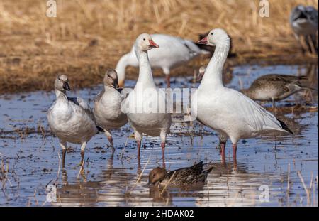 Gruppo familiare di oche della neve, Anser caerulescens, nutrirsi in campi allagati, valle del Rio Grande, Bosque del Apache. Nuovo Messico. Foto Stock