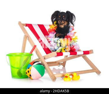 Russkiy Toy davanti a uno sfondo bianco Foto Stock