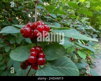 Rote Heckenkirsche, Lonicera xylosteum / Red Tail Cherry, Lonicera xylosteum Foto Stock