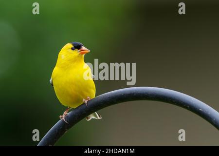 Un colpo poco profondo del fuoco di un goldfinch americano seduto su un tubo dell'acqua nero curvo in un giardino esterno Foto Stock