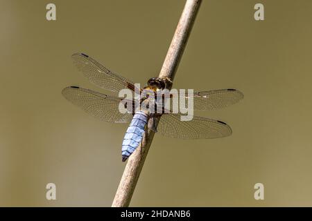 Plattbauch (Libellula depressa) Männchen Foto Stock