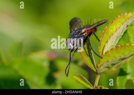 Igelfliege (Tachina fera) Foto Stock