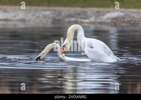 Höckerschwäne (Cygnus olor) beim Hochzeitstanz Foto Stock