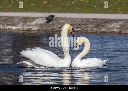 Höckerschwäne (Cygnus olor) beim Hochzeitstanz Foto Stock