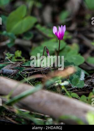 Primo piano di un fiore di ciclamino viola in un giardino all'aperto Foto Stock