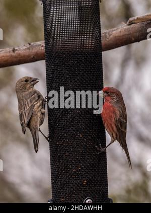 Maschio e femmina House Finch, Haemorhous mexicanus, a Garden feeder, New Mexico. Foto Stock