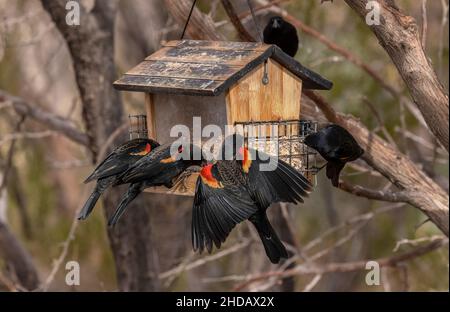 Gregge di Blackbirds ad alare rossa, Agelaius phoeniceus, in inverno al giardiniere. Nuovo Messico. Foto Stock