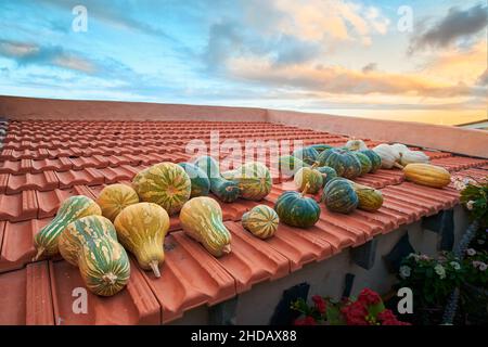 Fila di zucche mature su un tetto in un bellissimo tramonto su El Hierro. Coltivazione della zucca nelle Isole Canarie. Approvvigionamento di autocibo su isole isolate. Foto Stock