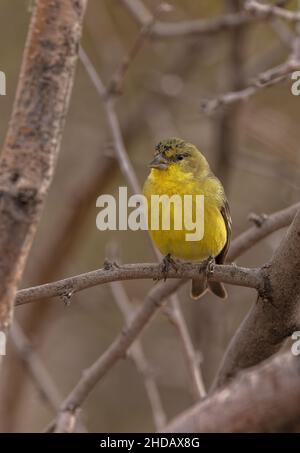Caraffa femminile, Spinus psaltria, arroccata sul ramo. Foto Stock