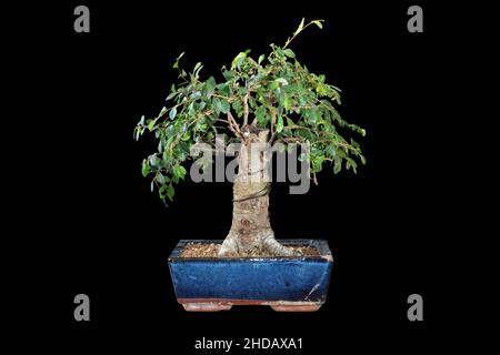 Olmo bonsai cinese isolato su sfondo scuro, piantato in un vaso di ceramica smaltata blu (Ulmus parvifolia) Foto Stock