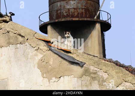 Gatto soffice e vagante seduto sul tetto di un edificio Foto Stock