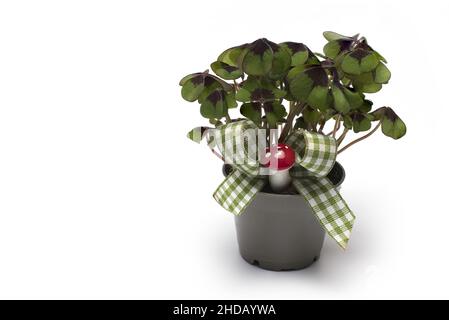 Primo piano di vaso di fiori con quattro foglie di trifoglia e mesh come decorazione e fascino fortunato per Capodanno su sfondo bianco Foto Stock