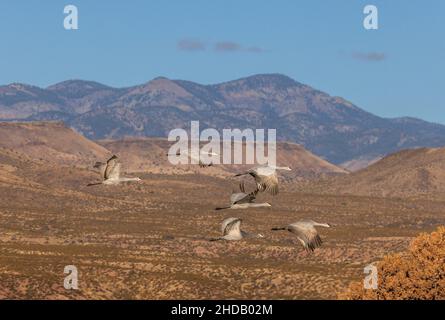 Gruppo di gru Sandhill in volo, in inverno a Bosque del Apache, New Mexico. Foto Stock