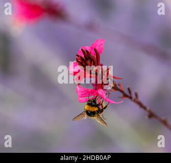 Bumblebee colorato con polline raccoglie nettare su fiore rosa. Messa a fuoco selettiva Foto Stock