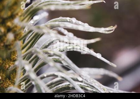 Wassertropfen auf Pflanze Foto Stock