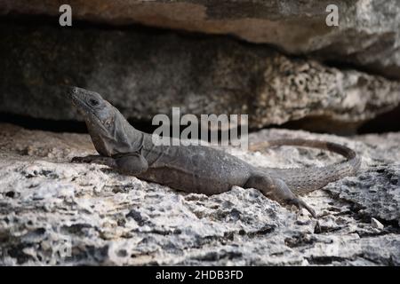Una Iguana con coda spinosa si suns sulle rocce in Messico. Foto Stock