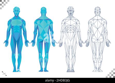 low poly high tech colore blu corpo umano triangoli linea nera arte sfondo trasparente. Basato sui modelli maschili del muscolo e sulla fisiologia posteriore e anteriore Illustrazione Vettoriale