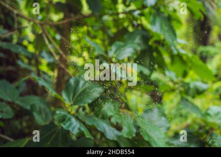 Un grande ragno con strisce gialle su un nastro di ciottoli nel giardino. Spider giardino-ragno lat. Araneus tipo aranoomorfi ragni della famiglia di Orb-web Foto Stock