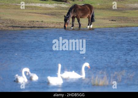 Pascolo sul lago, un pony della Foresta Nuova accanto ad un lago con cigni. New Forest, Hampshire, Regno Unito Foto Stock