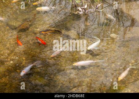 Koi carp pesce nuoto in uno stagno di acqua dolce, foto stock immagine Foto Stock