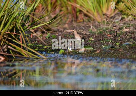 Latham's Snipe alla ricerca di cibo sul bordo di un lago nel Queensland, Australia. ( Gallinago hardwickii ) Foto Stock