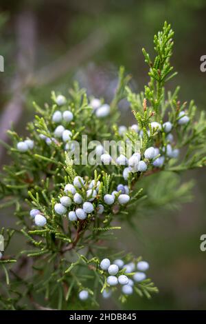 Un ramo di cedro rosso orientale contro un bel sfondo di verde. Foto Stock