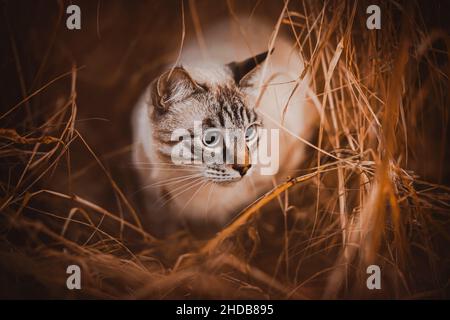 Un bel gatto a strisce si nasconde tra l'erba lunga asciutta in una luminosa giornata autunnale. Il gatto caccia nel campo in natura. Foto Stock