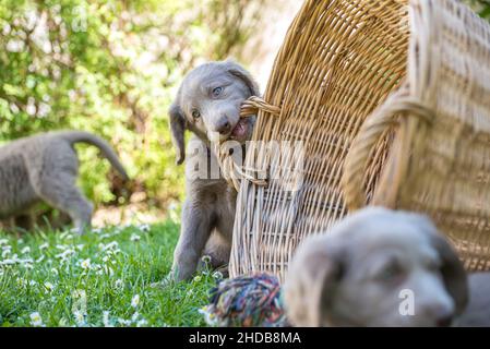 I cuccioli di Longhair Weimaraner giocano con una sedia da spiaggia nel prato verde del giardino. I cani piccoli hanno pelliccia grigia, pelliccia ondulata sulle orecchie e brigh Foto Stock