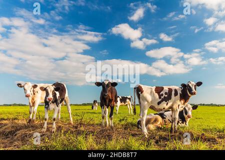 Gruppo di giovani vitelli olandesi su un prato verde fresco in un pomeriggio di sole Foto Stock