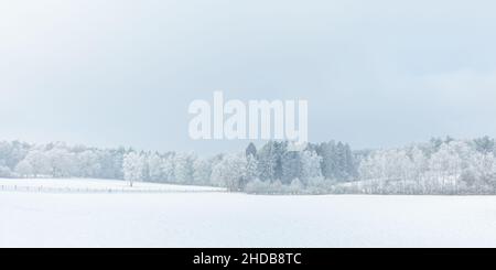 Scena invernale con neve sull'olandese Posbank in nazionale parco Veluwezoom Foto Stock