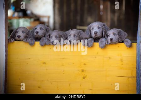 I cuccioli di Weimaraner dai capelli lunghi si alzano fianco a fianco con le zampe su due gambe e si affacciano su una barriera di legno giallo. I cani piccoli hanno pelliccia grigia, Foto Stock