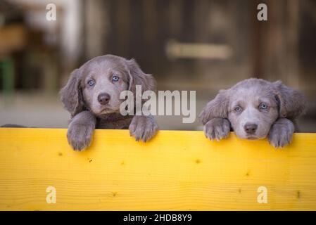 I cuccioli di Weimaraner dai capelli lunghi si alzano fianco a fianco con le zampe su due gambe e si affacciano su una barriera di legno giallo. I cani piccoli hanno pelliccia grigia, Foto Stock