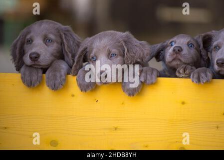 I cuccioli di Weimaraner dai capelli lunghi si alzano fianco a fianco con le zampe su due gambe e si affacciano su una barriera di legno giallo. I cani piccoli hanno pelliccia grigia, Foto Stock