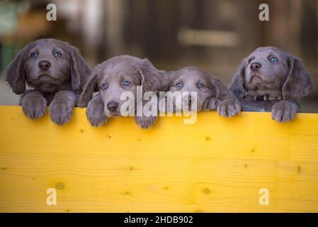 I cuccioli di Weimaraner dai capelli lunghi si alzano fianco a fianco con le zampe su due gambe e si affacciano su una barriera di legno giallo. I cani piccoli hanno pelliccia grigia, Foto Stock