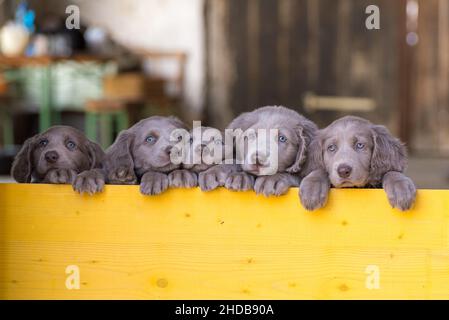 I cuccioli di Weimaraner dai capelli lunghi si alzano fianco a fianco con le zampe su due gambe e si affacciano su una barriera di legno giallo. I cani piccoli hanno pelliccia grigia, Foto Stock