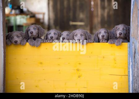 I cuccioli di Weimaraner dai capelli lunghi si alzano fianco a fianco con le zampe su due gambe e si affacciano su una barriera di legno giallo. I cani piccoli hanno pelliccia grigia, Foto Stock